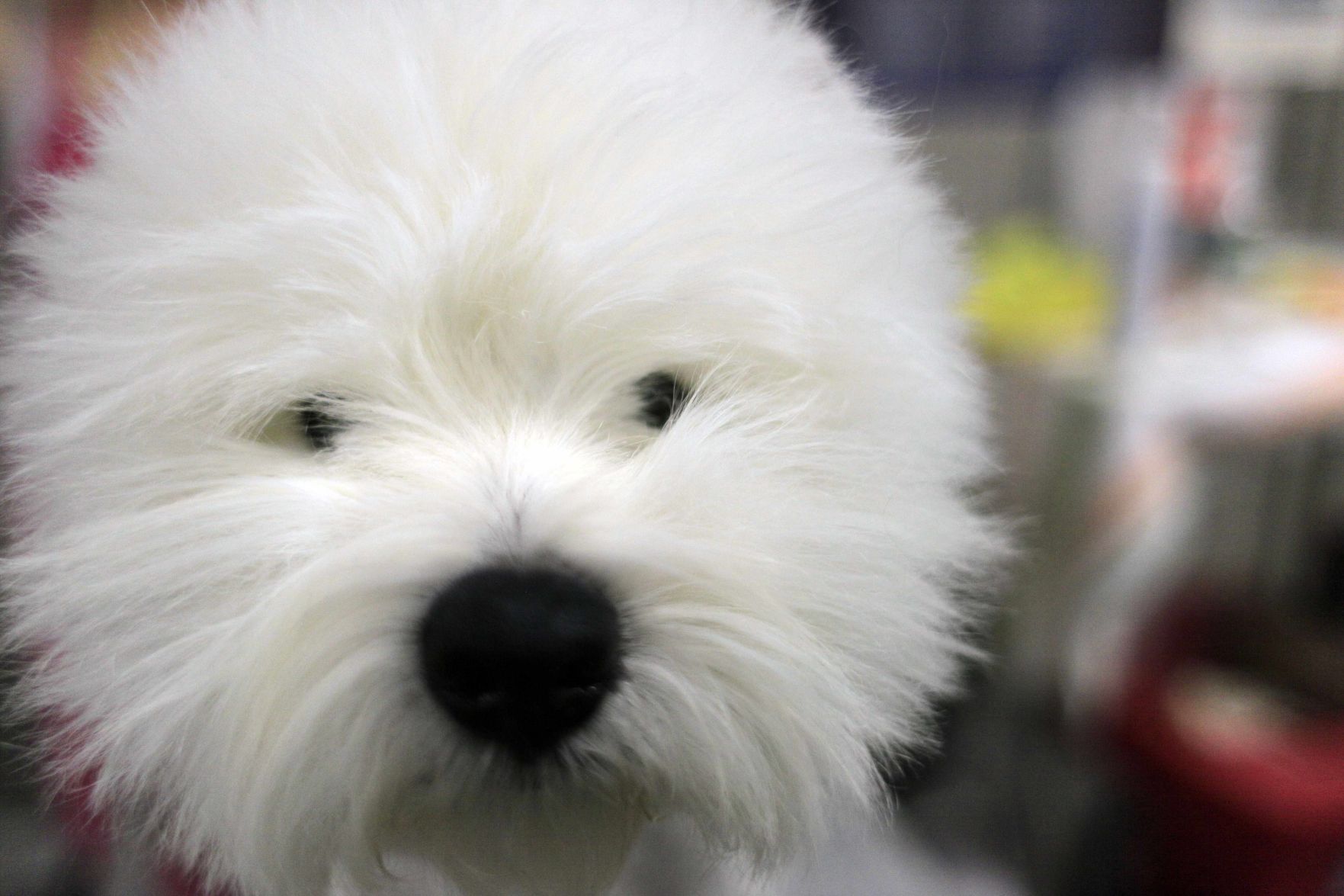 APTOPIX Westminster Dog Show